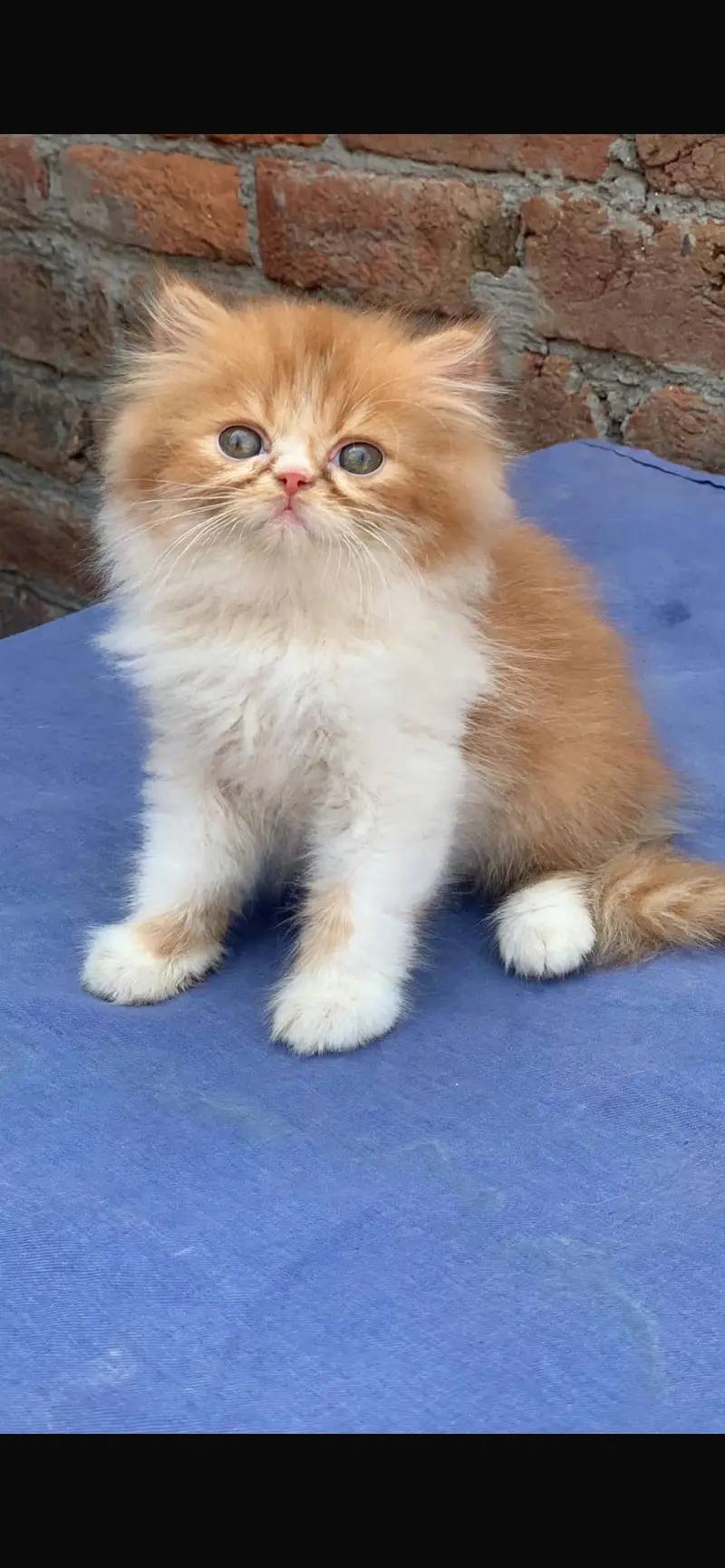 Persian cat kitten — photo 8
