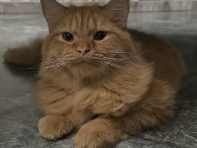 4 months male cat