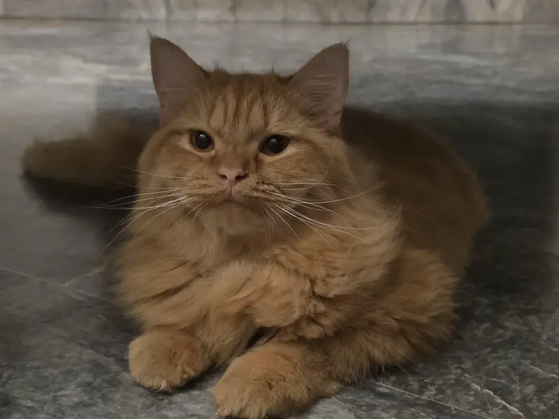 4 months male cat — photo 2