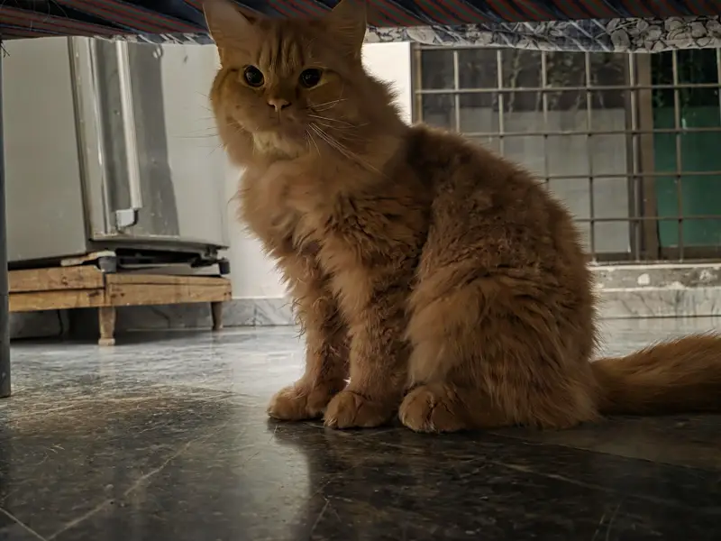 4 months male cat — photo 3