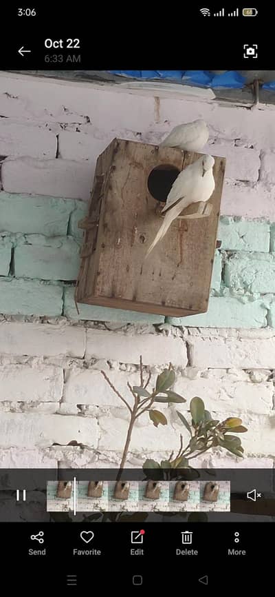 Finches Doves