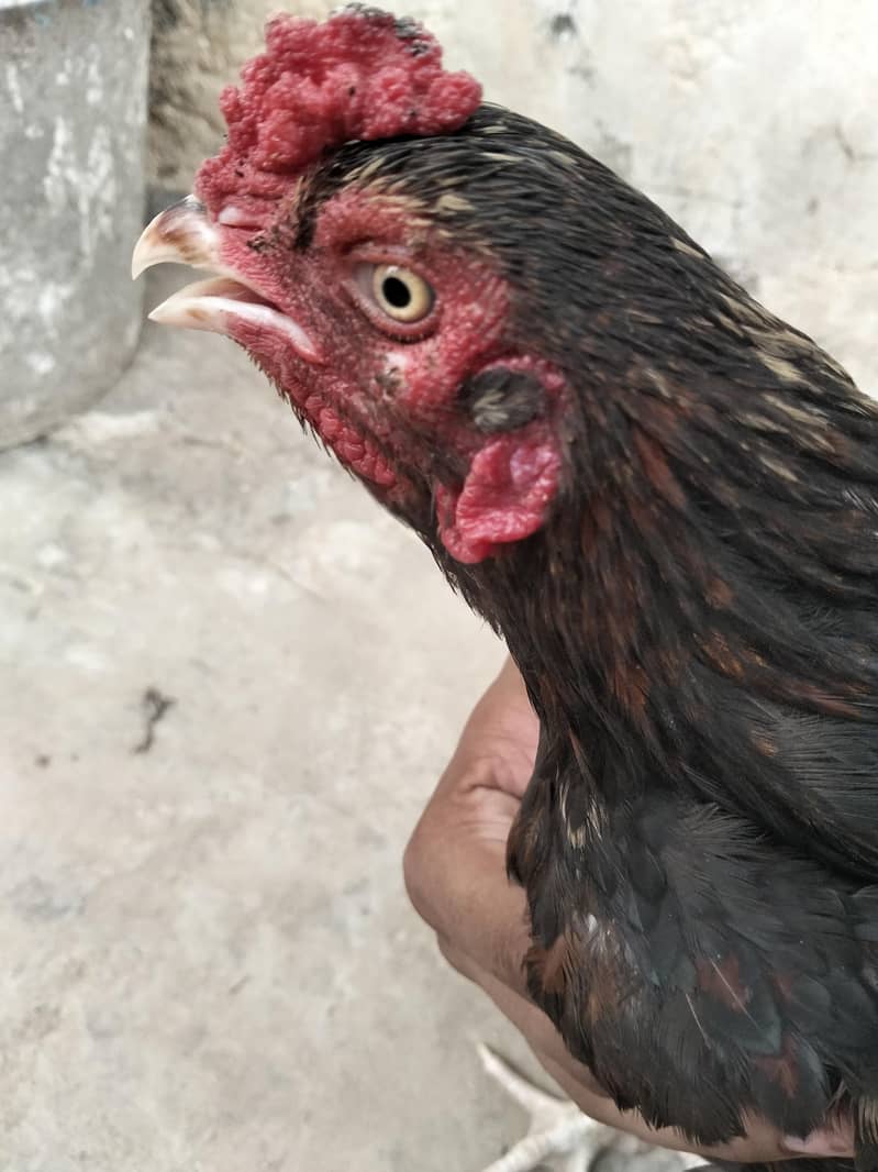 breeder joora 1