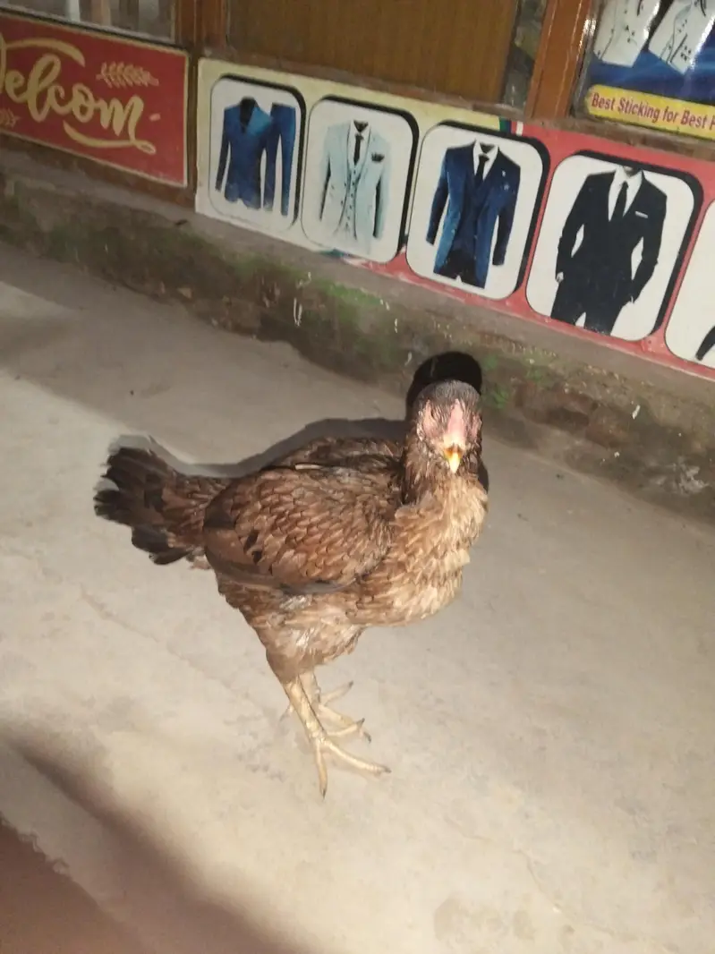 breeder joora — photo 4