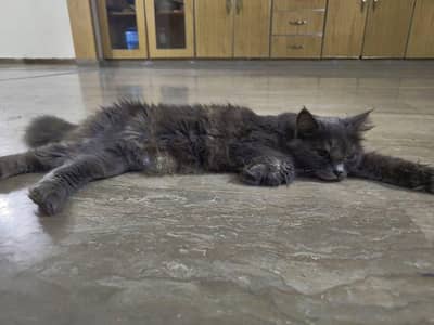 persian cat