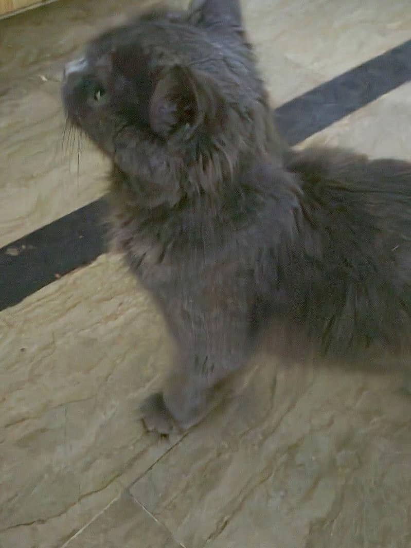 persian cat 1
