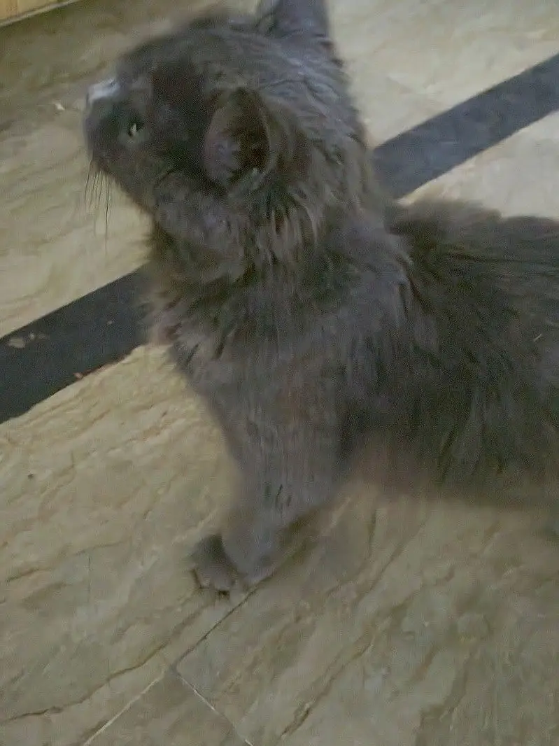 persian cat — photo 2