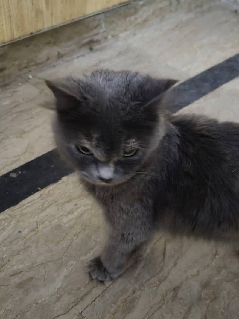 persian cat 2