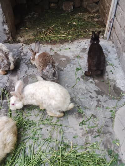 Rabbit