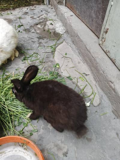 Rabbit