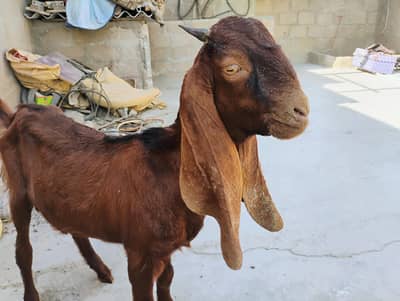 Bakra Barbari healthy active