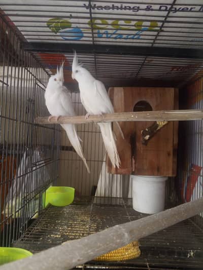 Beautiful Lutino Cockatiel Parrots – 2 Birds for Sale in Lahore