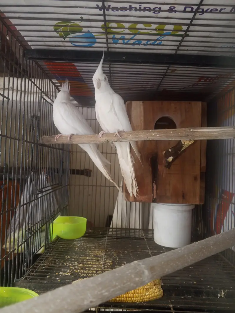 Beautiful Lutino Cockatiel Parrots – 2 Birds for Sale in Lahore — photo 2