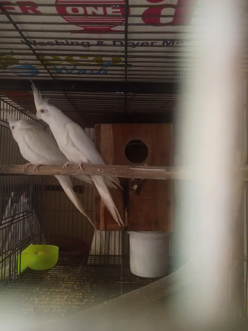 Beautiful Lutino Cockatiel Parrots – 2 Birds for Sale in Lahore — photo 3