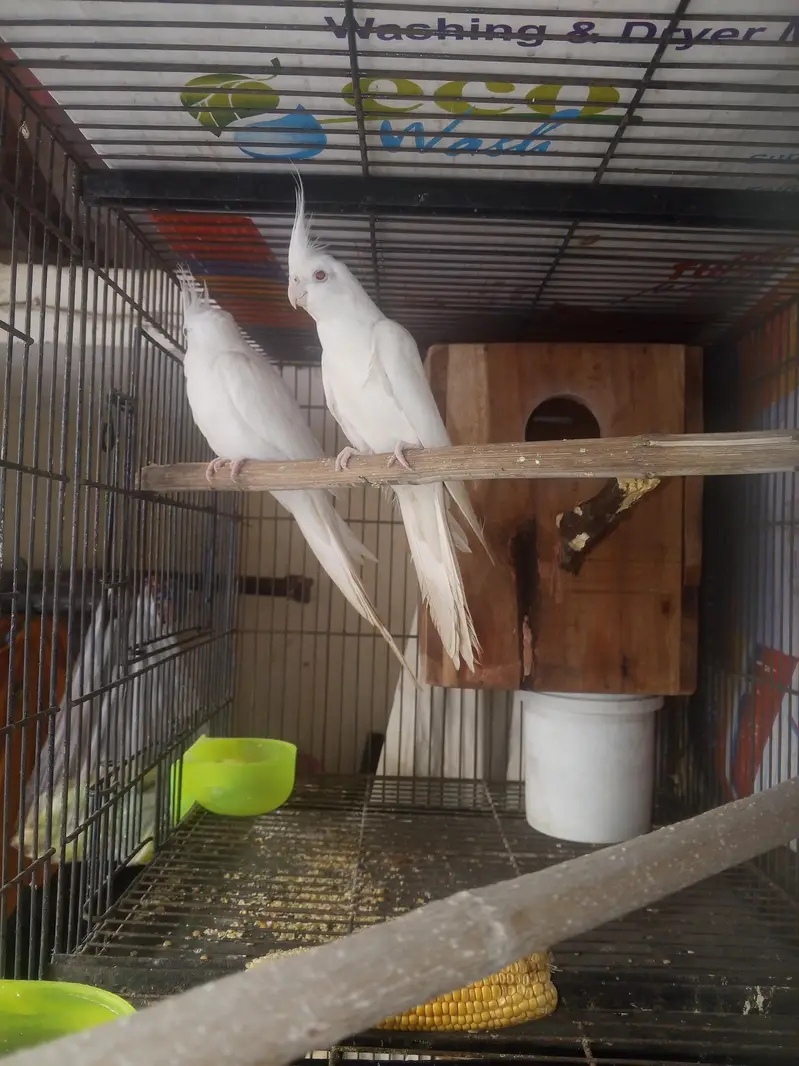 Beautiful Lutino Cockatiel Parrots – 2 Birds for Sale in Lahore — photo 4