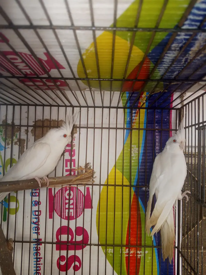 Beautiful Lutino Cockatiel Parrots – 2 Birds for Sale in Lahore — photo 5