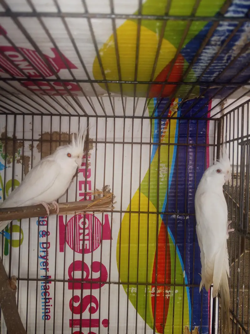 Beautiful Lutino Cockatiel Parrots – 2 Birds for Sale in Lahore — photo 6