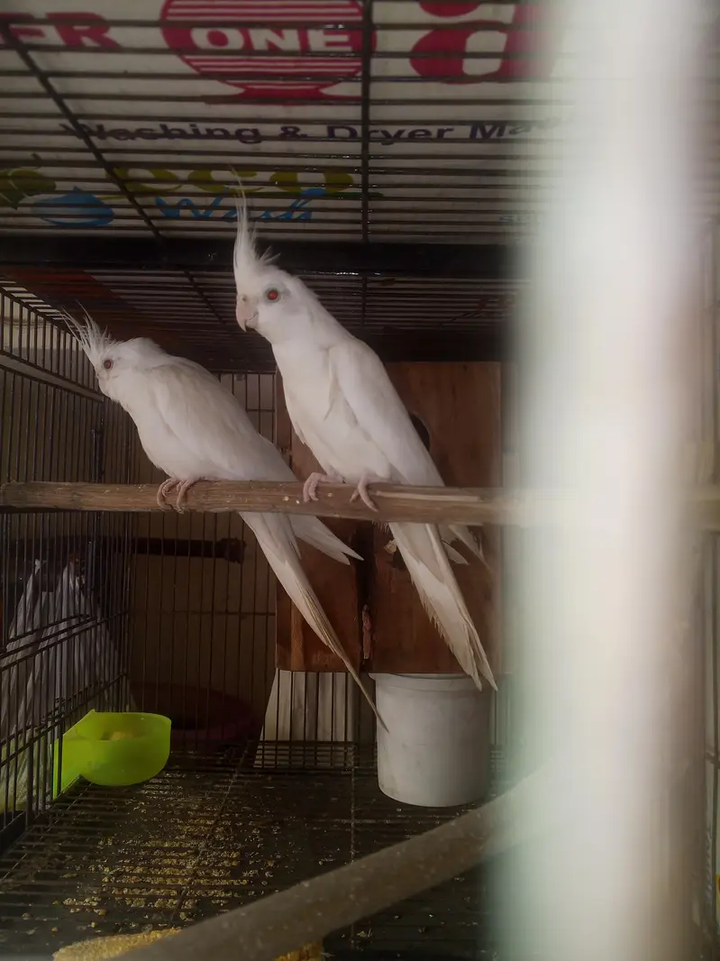 Beautiful Lutino Cockatiel Parrots – 2 Birds for Sale in Lahore — photo 7