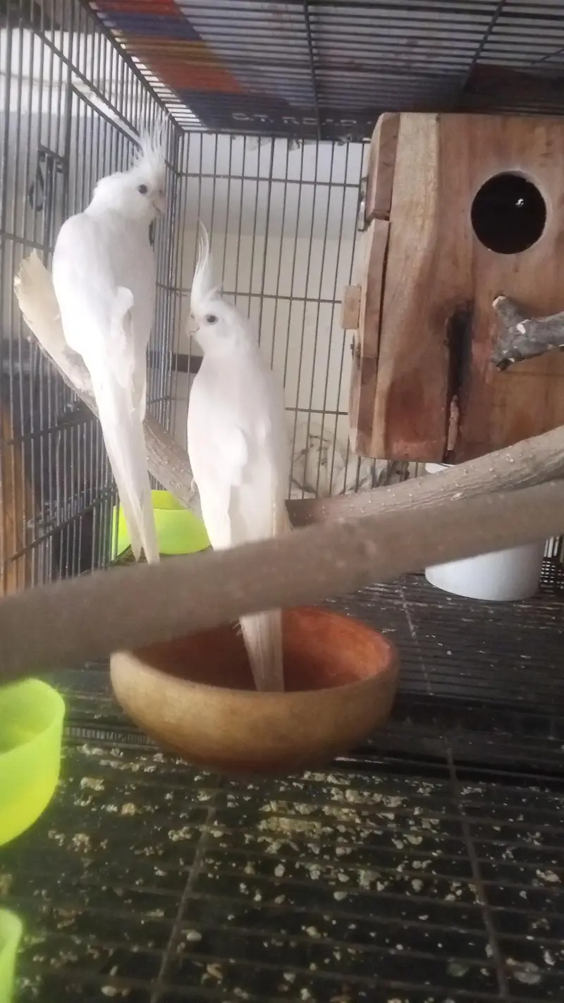 Beautiful Lutino Cockatiel Parrots – 2 Birds for Sale in Lahore — photo 8