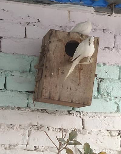 Finches Doves