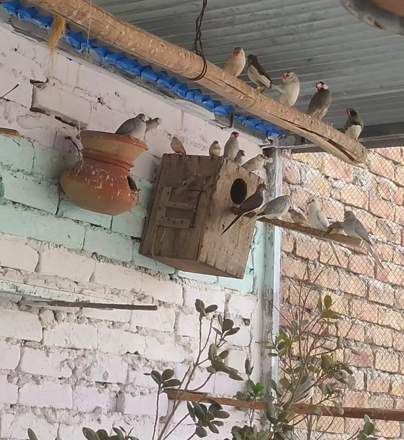 Finches Doves — photo 2