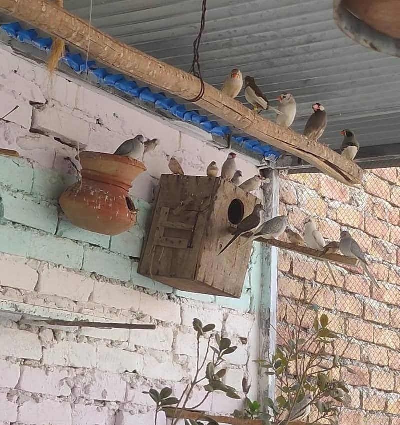 Finches Doves 2