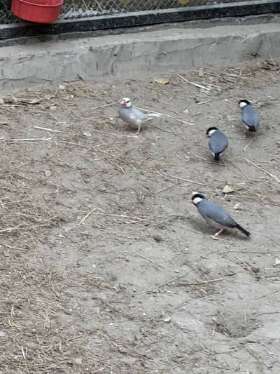 Grey ,white ,fawn , silver java finch