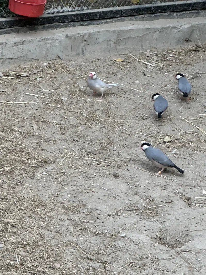 Grey ,white ,fawn , silver java finch