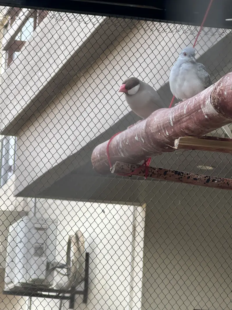Grey ,white ,fawn , silver java finch — photo 2