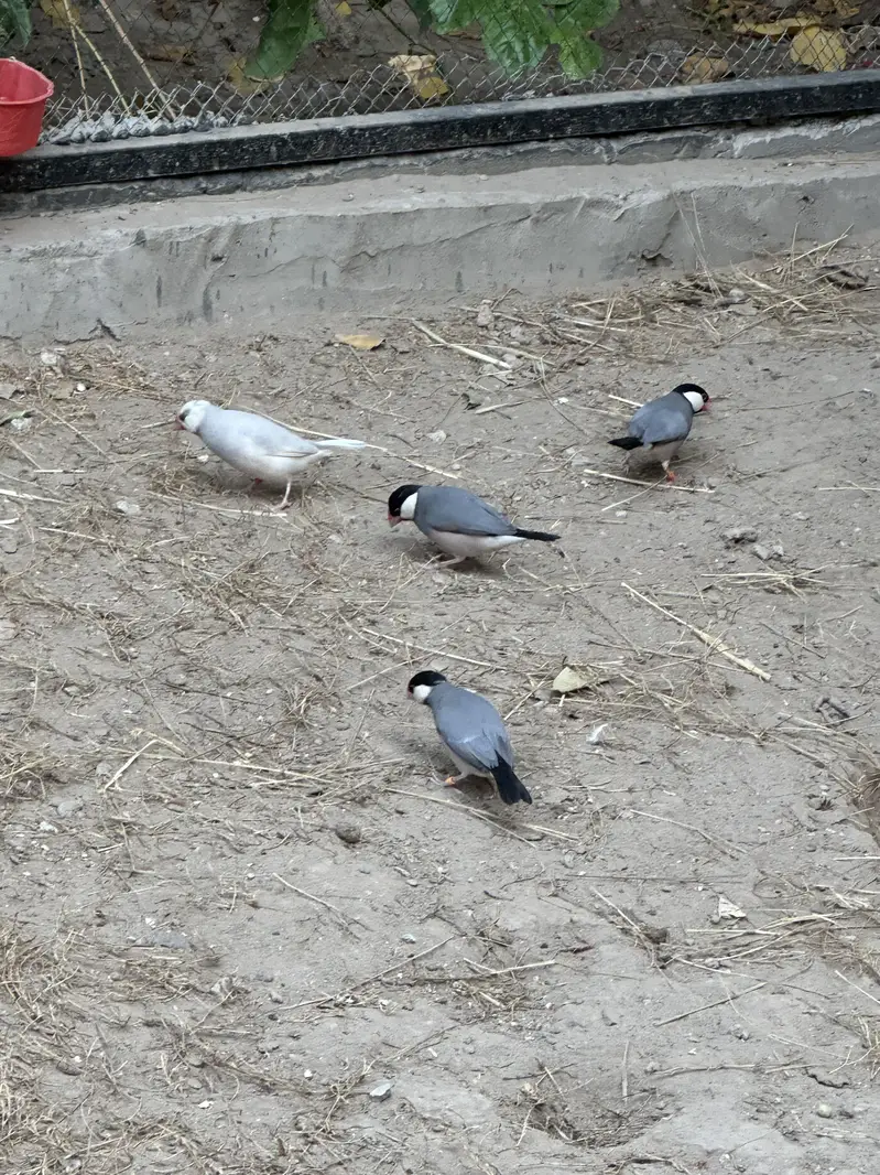 Grey ,white ,fawn , silver java finch — photo 3