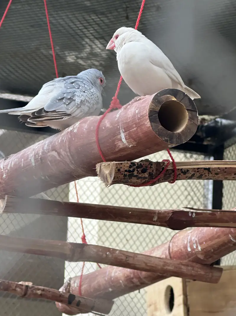 Grey ,white ,fawn , silver java finch — photo 4
