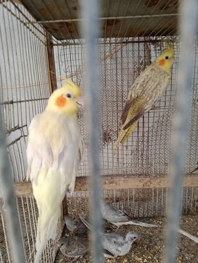 Cream and Pearl Pide bonded pair available contact number 03433041059