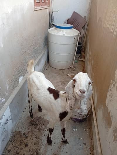 bakri03182857080