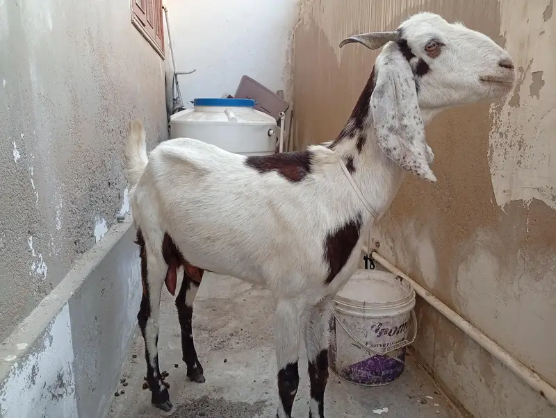 bakri03182857080 — photo 2