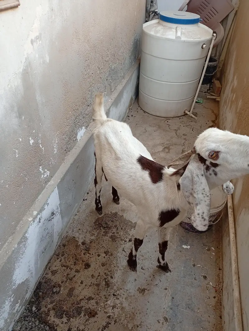 bakri03182857080 — photo 3