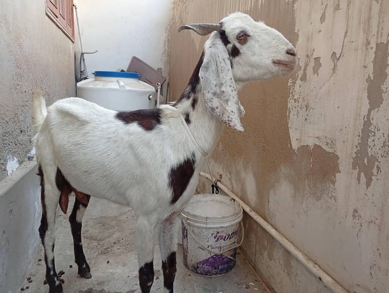 bakri03182857080 3