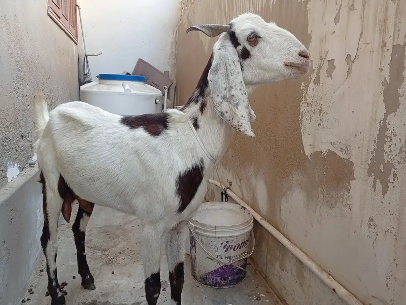 bakri03182857080 — photo 4