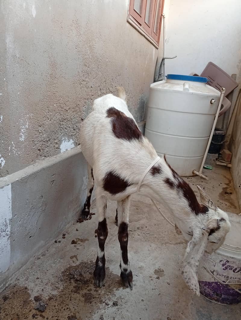 bakri03182857080 4