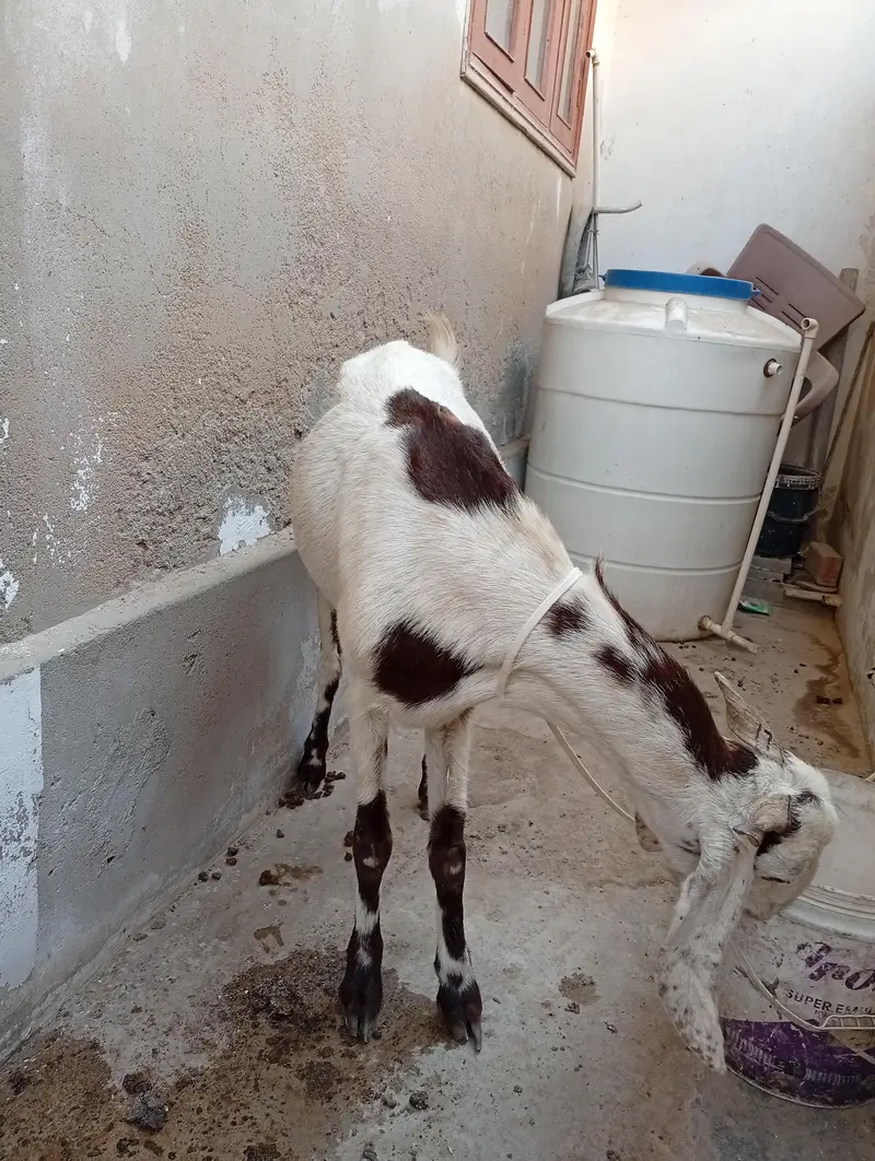 bakri03182857080 — photo 5