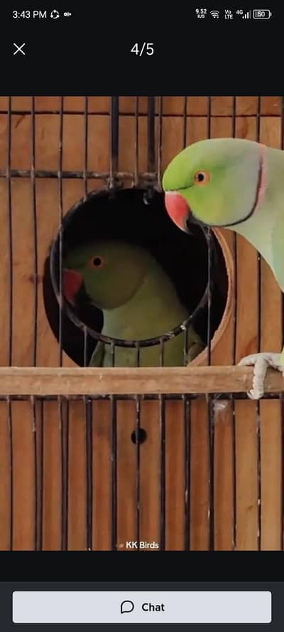 ring neck parrot ka pair for sale