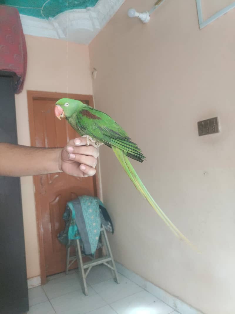 raw parrot 0