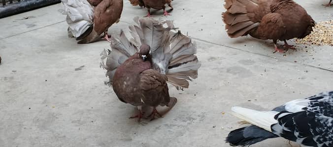 modern fantail family