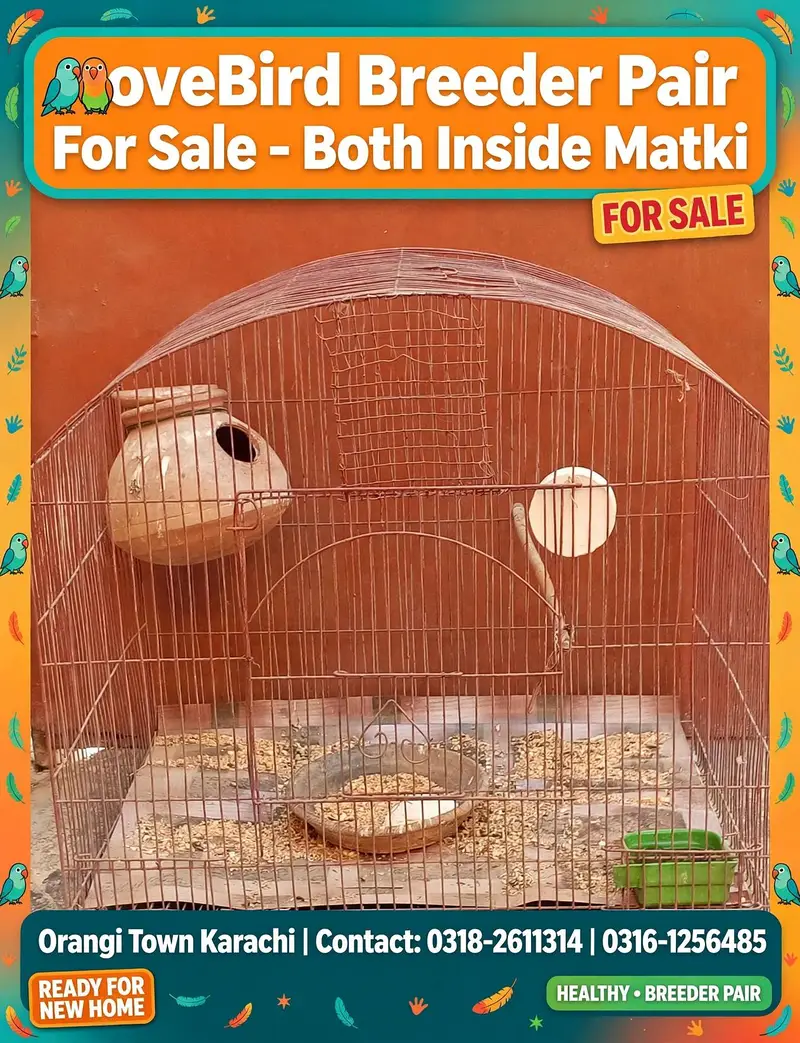 White LoveBird Breeder Pair For Sale - Both Inside Matki - Orangi Town