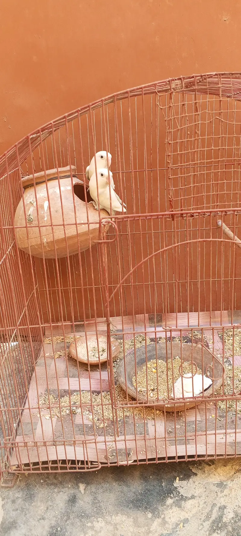 White LoveBird Breeder Pair For Sale - Both Inside Matki - Orangi Town — photo 2