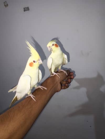 hand tamed cocktail for sale