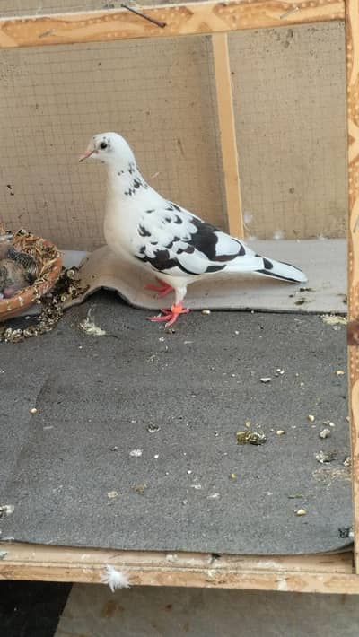 Female and 2 two chicks