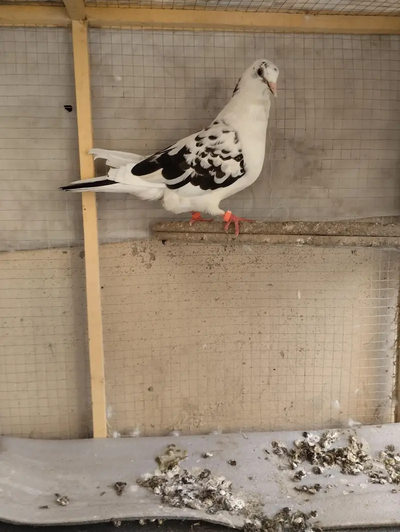 Female and 2 two chicks — photo 2