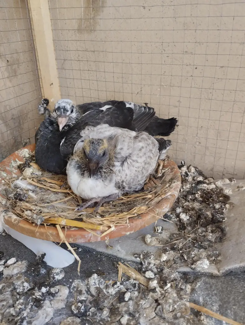 Female and 2 two chicks — photo 3