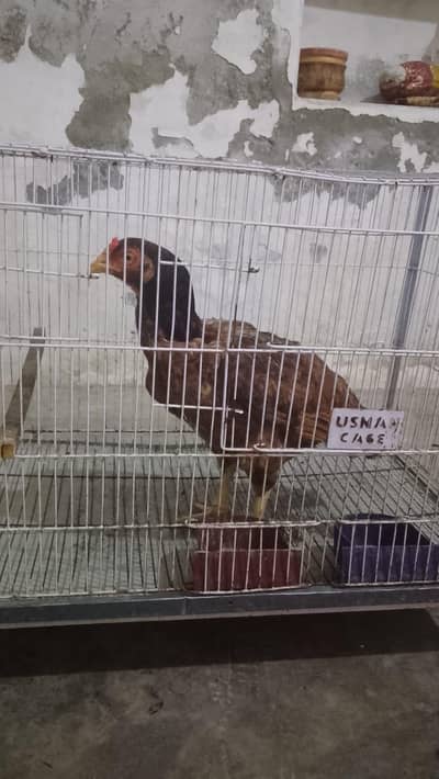 top quality breed