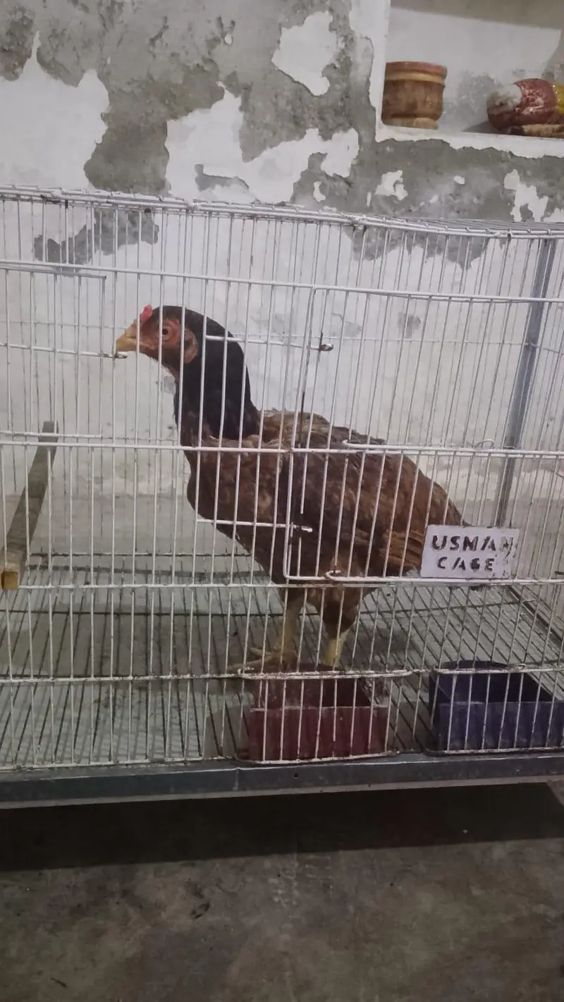 top quality breed — photo 2