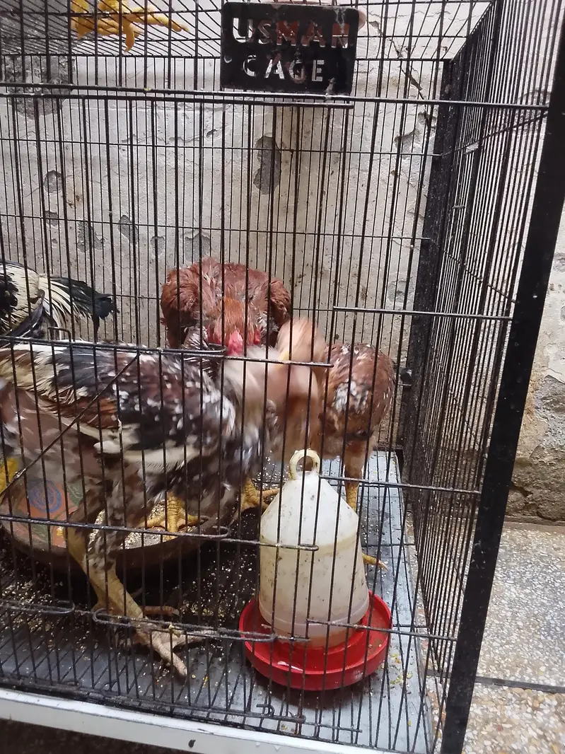 top quality breed — photo 3